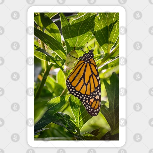 Monarch Butterfly 2 Sticker by Robert Alsop